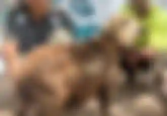 Udhiya video proof
