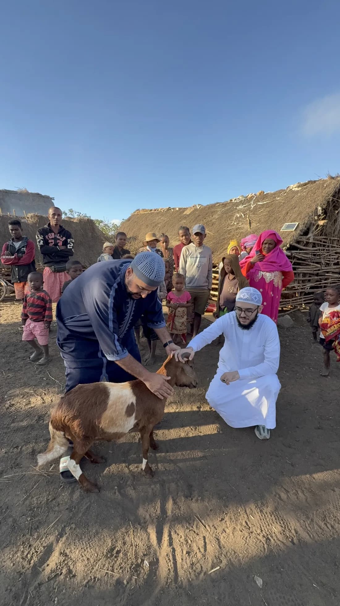 Sheep ready for Sunnah-compliant sacrifice