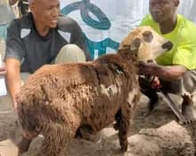 إثبات فيديو للأضحية الاسمية