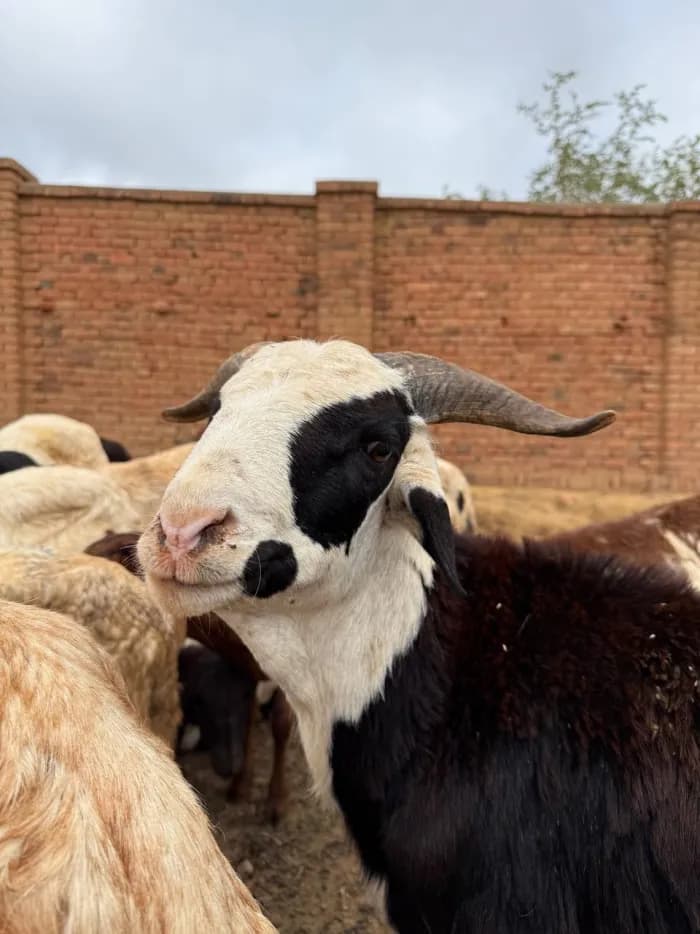 Beneficiary family of the Qurban sacrifice